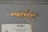 Click for 1 image(s) for this accession. Spike